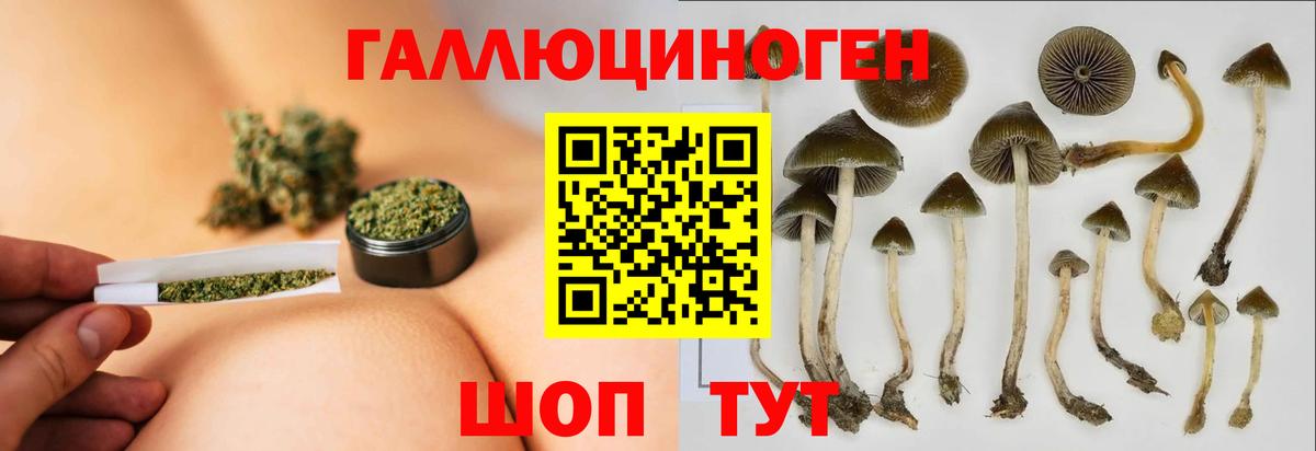 Псилоцибиновые грибы Psilocybine cubensis Ессентуки
